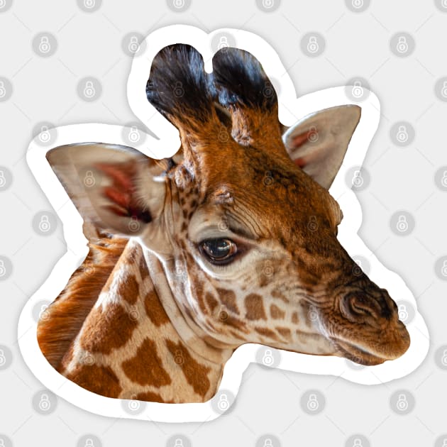 Young Giraffe Sticker by dalyndigaital2@gmail.com